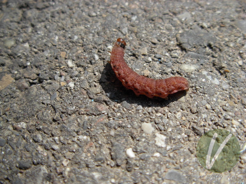 Gemeine Gelbeule: Übersicht